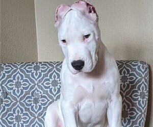 Dogo Argentino Puppy for sale in PAUMA VALLEY, CA, USA