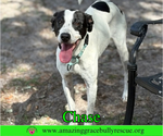 Small #1 Greyhound-Jack Russell Terrier Mix
