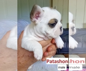 French Bulldog Puppy for Sale in Montreal, Quebec Canada