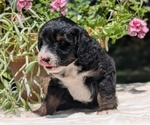 Small #3 Miniature Bernedoodle