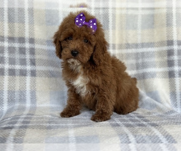 Medium Photo #4 Poodle (Miniature) Puppy For Sale in LAKELAND, FL, USA