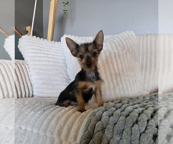 Medium Photo #6 Yorkshire Terrier Puppy For Sale in INDIANAPOLIS, IN, USA