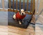 Small #1 American Bulldog Mix