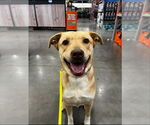 Small #12 American Staffordshire Terrier-Labrador Retriever Mix