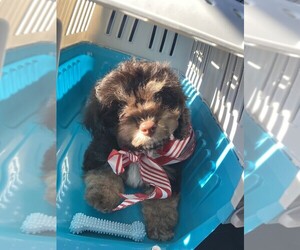 Cock-A-Chon Puppy for sale in DALLAS, TX, USA
