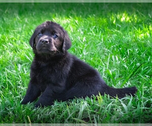 Medium Photo #8 Labrador Retriever Puppy For Sale in HAMPSTEAD, NC, USA