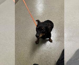 Chiweenie Dogs for adoption in Las Vegas, NV, USA