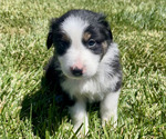 Puppy Dos Australian Shepherd