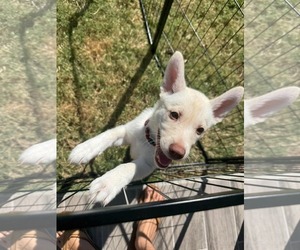 Dumplin - HaveLock Litter - Female Siberian Husky Dog for Adoption - Photo #2
