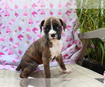 Small Photo #1 Boxer Puppy For Sale in SHILOH, OH, USA