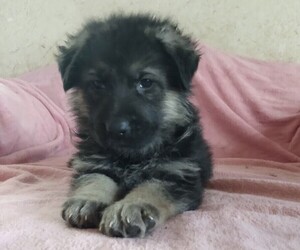 King Shepherd Puppy for sale in YUCCA VALLEY, CA, USA