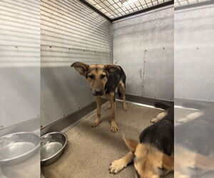 German Shepherd Dog Dogs for adoption in San Bernardino, CA, USA