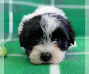 Havanese Puppy for sale in POST FALLS, ID, USA