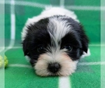Small Havanese