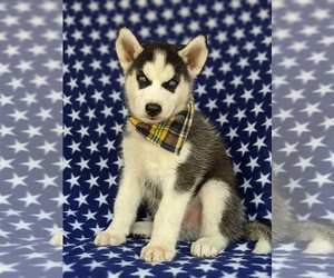 Siberian Husky Puppy for sale in QUARRYVILLE, PA, USA