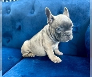 French Bulldog Puppy for Sale in INGLEWOOD, California USA
