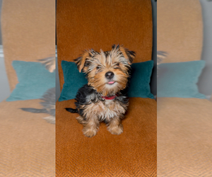 Yorkshire Terrier Puppy for sale in MADISON, NC, USA