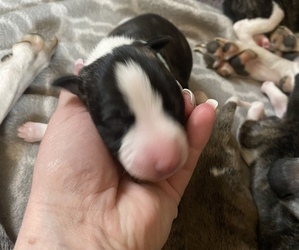 Whippet Puppy for sale in CORRY, PA, USA