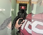 Small Photo #15 Golden Mountain Doodle  Puppy For Sale in REYNOLDSBURG, OH, USA