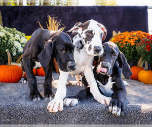 Great Dane Puppy for Sale in WAKARUSA, Indiana USA