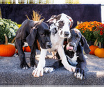 Image preview for Ad Listing. Nickname: Litter of 12