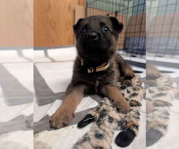 Medium Photo #2 Mutt Puppy For Sale in Imlay City, MI, USA