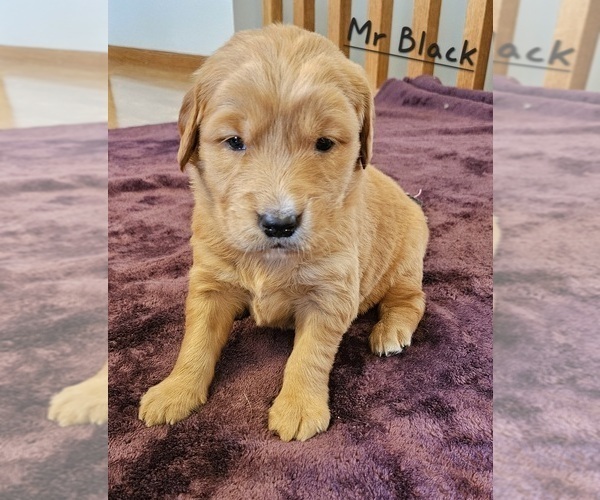 Medium Photo #4 Golden Retriever Puppy For Sale in MORRILL, KS, USA