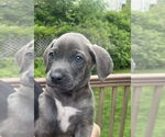 Small #2 American Staffordshire Terrier Mix