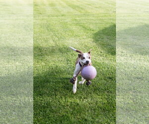 Bella Donna - Female Mutt Dog for Adoption - Photo #4