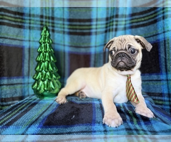 Medium Photo #6 Pug Puppy For Sale in LAKELAND, FL, USA