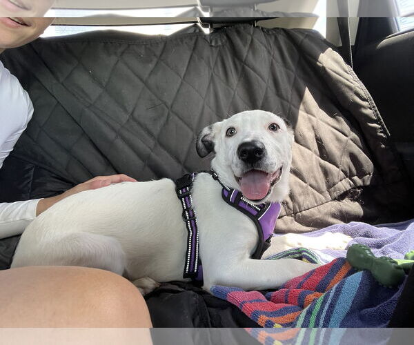 Medium Photo #2 Catahoula Leopard Dog-Labrador Retriever Mix Puppy For Sale in Sanford, FL, USA