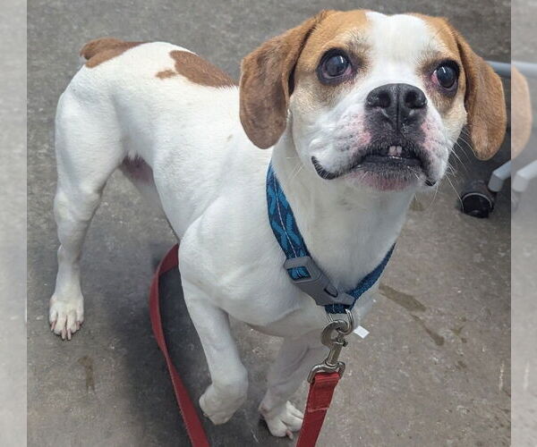 Medium Photo #3 Frengle Puppy For Sale in Evansville, IN, USA