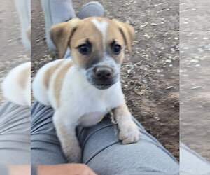 Australian Shepherd-Jack Russell Terrier Mix Dogs for adoption in Peralta, NM, USA