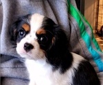 Small Photo #2 Cavalier King Charles Spaniel Puppy For Sale in LAMAR, AR, USA
