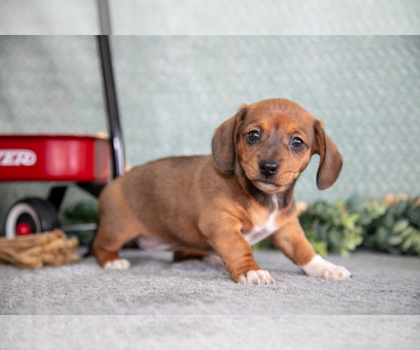 Medium Photo #1 Dachshund Puppy For Sale in ELIZABETHTOWN, PA, USA