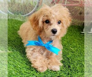 Maltipoo-Poodle (Toy) Mix Puppy for sale in ARTHUR, IL, USA