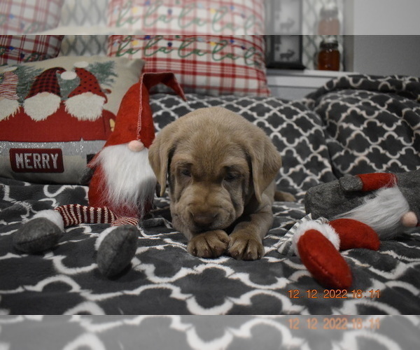 Medium Photo #6 Labrador Retriever Puppy For Sale in EVERSON, WA, USA