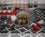 Small Photo #6 Labrador Retriever Puppy For Sale in EVERSON, WA, USA