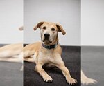 Small Photo #1 Labrador Retriever-Unknown Mix Puppy For Sale in Belleville, IL, USA