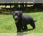 Small #2 German Shepherd Dog