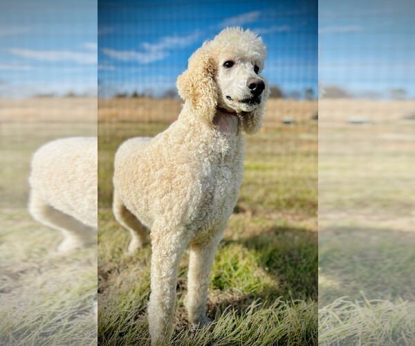 Medium Photo #3 Poodle (Standard) Puppy For Sale in Pacolet, SC, USA