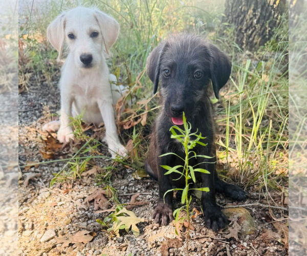 Medium Photo #8 Mutt Puppy For Sale in Claremore, OK, USA