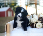 Gypsy - Female Border Collie Puppy for Sale - Photo #4