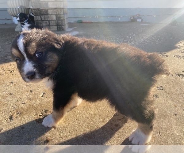 Medium Photo #11 Australian Shepherd Puppy For Sale in LUBBOCK, TX, USA
