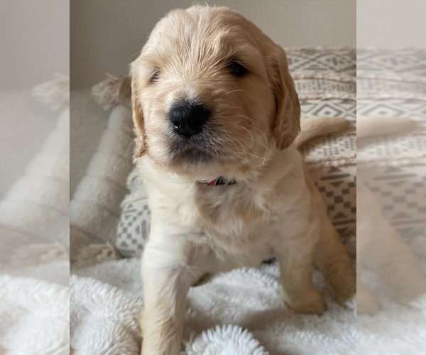 Medium Photo #9 Goldendoodle Puppy For Sale in SACRAMENTO, CA, USA