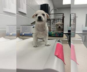 Mutt Dogs for adoption in Corpus Christi, TX, USA