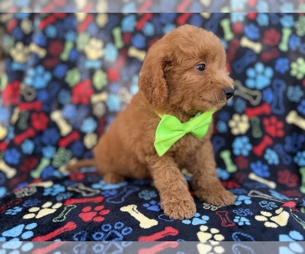 Medium Photo #7 Goldendoodle (Miniature) Puppy For Sale in LAKELAND, FL, USA