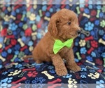 Small Photo #7 Goldendoodle (Miniature) Puppy For Sale in LAKELAND, FL, USA