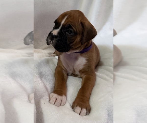 Medium Photo #10 Boxer Puppy For Sale in ALLEGHENY, PA, USA