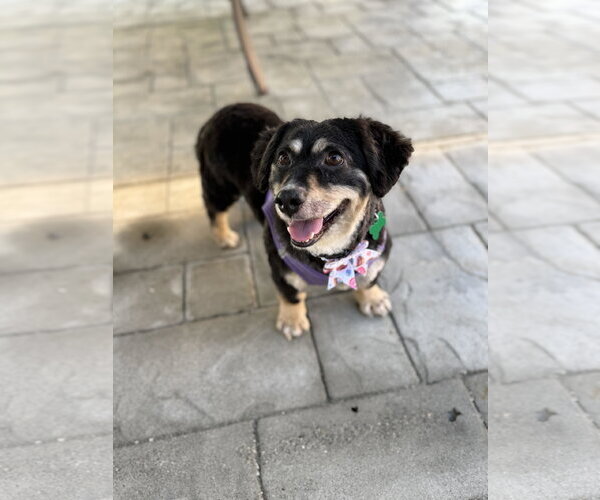 Medium Photo #6 Cocker Spaniel-Unknown Mix Puppy For Sale in Mission Viejo, CA, USA